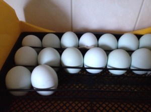 Creme legbar i kläckaren