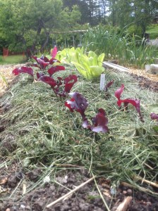 Rödbetor och sallad planterad