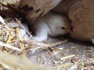 Sussexkyckling 28 april 2016