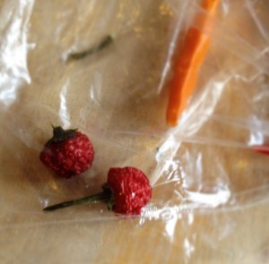 Trinidad moruga scorpio