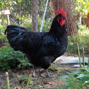 australorp